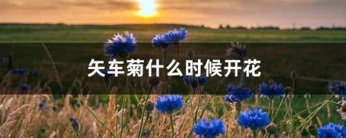 矢车菊什么时候开花