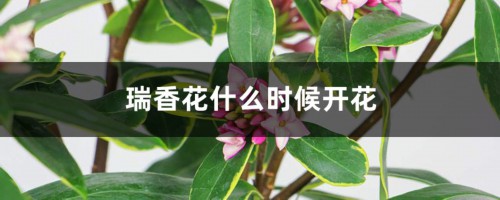 瑞香花什么时候开花