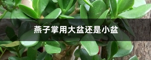 燕子掌用大盆还是小盆