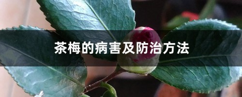 茶梅的病害及防治方法