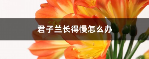 君子兰长得慢怎么办